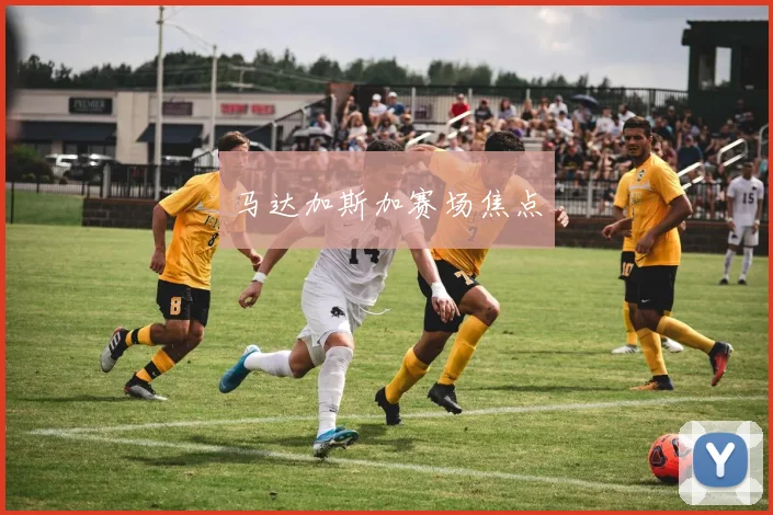 马达加斯加赛场焦点